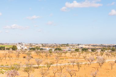 Badem ağaçları ile İspanyol bir meyve bahçesi orchard sanayi pembe ve beyaz çiçekler açan