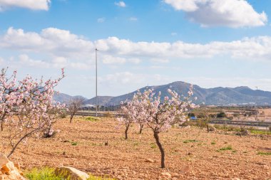 Badem ağaçları ile İspanyol bir meyve bahçesi orchard sanayi pembe ve beyaz çiçekler açan