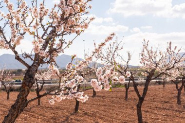 Badem ağaçları ile İspanyol bir meyve bahçesi orchard sanayi pembe ve beyaz çiçekler açan