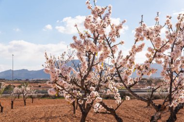 Badem ağaçları ile İspanyol bir meyve bahçesi orchard sanayi pembe ve beyaz çiçekler açan