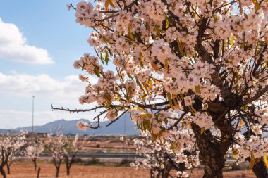Badem ağaçları ile İspanyol bir meyve bahçesi orchard sanayi pembe ve beyaz çiçekler açan