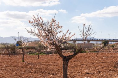 Badem ağaçları ile İspanyol bir meyve bahçesi orchard sanayi pembe ve beyaz çiçekler açan