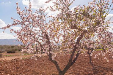 Badem ağaçları ile İspanyol bir meyve bahçesi orchard sanayi pembe ve beyaz çiçekler açan
