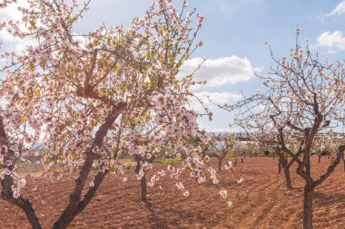 Badem ağaçları ile İspanyol bir meyve bahçesi orchard sanayi pembe ve beyaz çiçekler açan