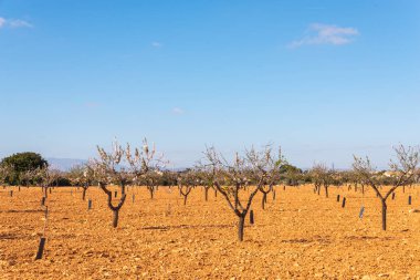 Badem ağaçları ile İspanyol bir meyve bahçesi orchard sanayi pembe ve beyaz çiçekler açan
