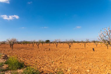 Badem ağaçları ile İspanyol bir meyve bahçesi orchard sanayi pembe ve beyaz çiçekler açan