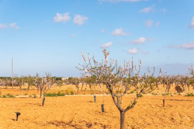 Badem ağaçları ile İspanyol bir meyve bahçesi orchard sanayi pembe ve beyaz çiçekler açan