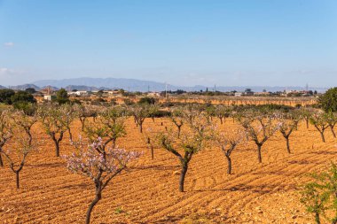 Badem ağaçları ile İspanyol bir meyve bahçesi orchard sanayi pembe ve beyaz çiçekler açan