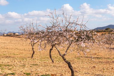 Badem ağaçları ile İspanyol bir meyve bahçesi orchard sanayi pembe ve beyaz çiçekler açan