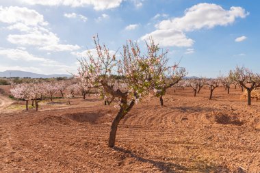 Badem ağaçları ile İspanyol bir meyve bahçesi orchard sanayi pembe ve beyaz çiçekler açan