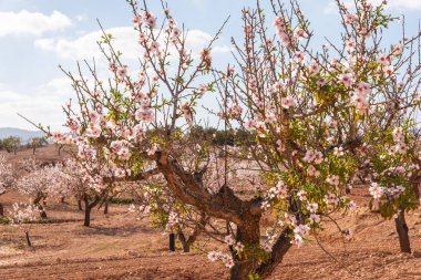Badem ağaçları ile İspanyol bir meyve bahçesi orchard sanayi pembe ve beyaz çiçekler açan