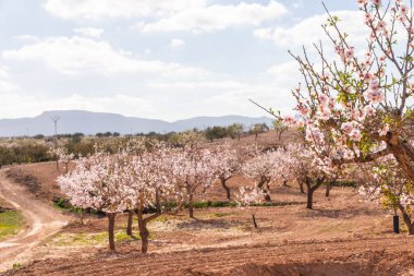 Badem ağaçları ile İspanyol bir meyve bahçesi orchard sanayi pembe ve beyaz çiçekler açan
