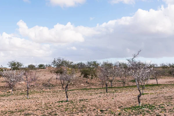 Mandorli Fiore Con Fiori Rosa Bianchi Frutteto Spagnolo Frutteto — Foto Stock