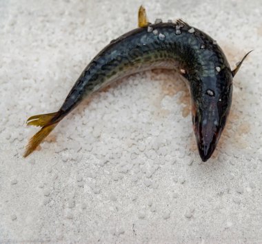 Düz bir su üzerinde yatan deniz tuzu ile tüm çiğ organik uskumru balık