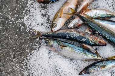 Düz bir su üzerinde yatan deniz tuzu ile tüm çiğ organik uskumru balık
