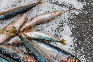 Düz bir su üzerinde yatan deniz tuzu ile tüm çiğ organik uskumru balık
