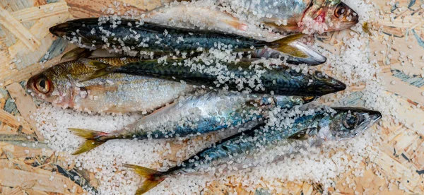 Poisson de maquereau biologique cru entier avec sel de mer couché sur un plat su — Photo