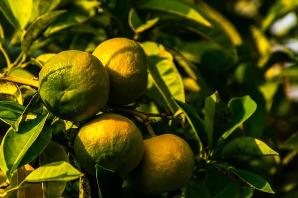 Orange garden with ripening orange lemon fruits on the trees wit