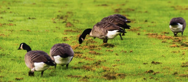 Wild geese on the meadow nibbling the grass, green juicy grass