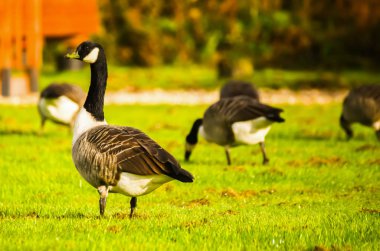 Çayırda yabani kazlar çimenleri kemirir, yeşil sulu otlar