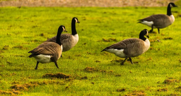 Wild geese on the meadow nibbling the grass, green juicy grass