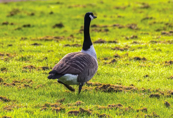 Gansos selvagens no prado mordiscando a grama, grama suculenta verde — Fotografia de Stock