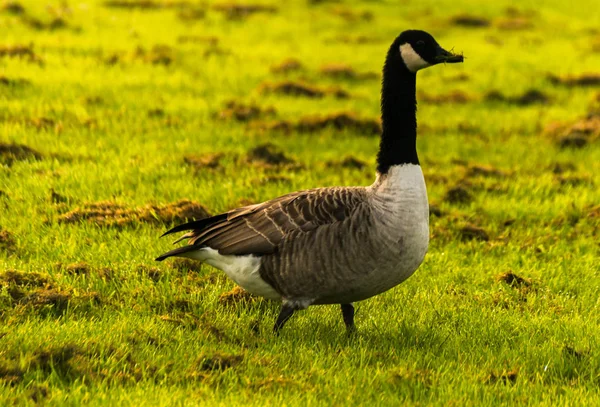 Wild geese on the meadow nibbling the grass, green juicy grass