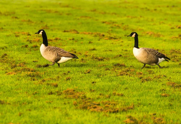 Gansos selvagens no prado mordiscando a grama, grama suculenta verde — Fotografia de Stock