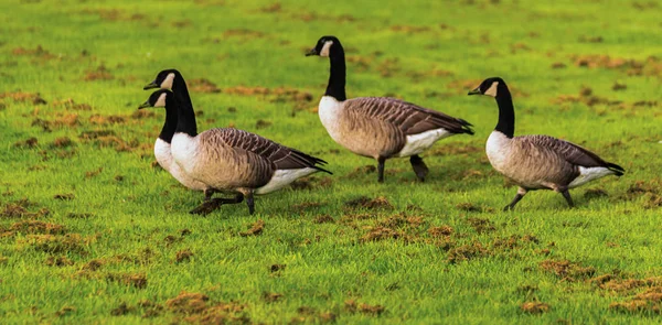 Gansos salvajes en el prado mordisqueando la hierba, hierba jugosa verde — Foto de Stock