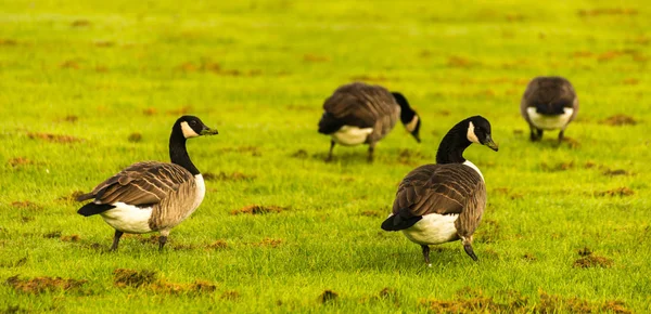 Gansos salvajes en el prado mordisqueando la hierba, hierba jugosa verde — Foto de Stock