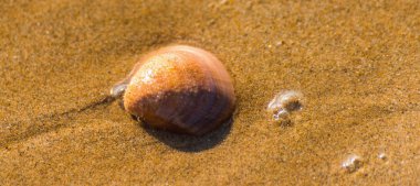 doğal deniz kabuğu kumlu kumsalda yatıp yıkanıp su, Güneş