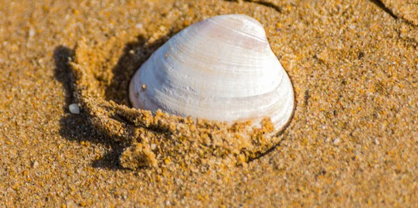 Concha marina natural que yace en la playa de arena, bañada por el agua, el sol — Foto de Stock