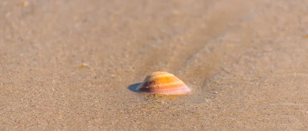 Concha marina natural que yace en la playa de arena, bañada por el agua, el sol — Foto de Stock