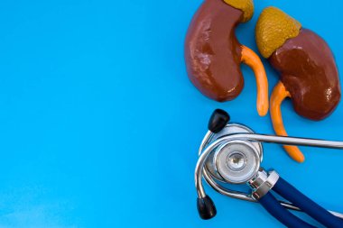 Böbrekler adrenal ve mavi arka plan üzerinde stetoskop ile anatomik çalışma modeli fotoğraf başlıkları için ikinci yarı - boş alanda yarısını işgal etti. Tıbbi konsept fotoğraf kullanılmak üzere Nefroloji, Üroloji
