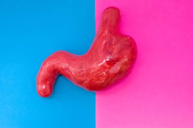 Mide anatomik şekil yanında yarı-pembe ve mavi arka plan tarafından bölünmüş çerçevenin ortasında yer alır. Cinsiyet özelliklerini mide veya mide erkek ve kadınlar, işlevleri ve yapı kavramı