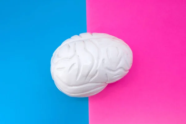 Ανατομικό Σχήμα Του Εγκεφάλου Βρίσκεται Στη Μέση Του Καρέ Διαιρούμενο — Φωτογραφία Αρχείου