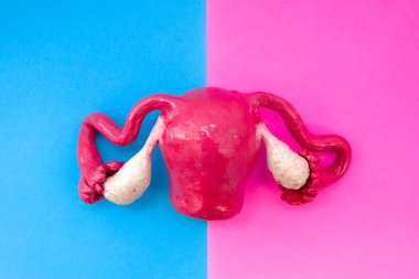Rahim anatomik şekil yanında yarı-pembe ve mavi arka plan tarafından bölünmüş çerçevenin ortasında yer alır. Cinsiyet özellikleri erkek hormonları erkekler ve kadınlar, işlevleri ve yapısı, varlığı kavramı