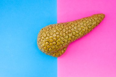 Pankreas anatomik şekli yanında yarı-pembe ve mavi arka plan tarafından bölünmüş çerçevenin ortasında yer alır. Pankreas bezi erkek ve kadın, işlevleri ve yapı özelliklerinin cinsiyet kavramı