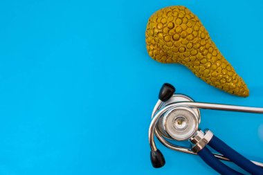 Pankreas bezi ve stetoskop mavi zemin üzerine anatomik çalışma modeli fotoğraf başlıkları için ikinci yarı - boş alanda yarısını işgal etti. Tıbbi konsept fotoğraf kullanılmak üzere Endokrinoloji Gastroenteroloji