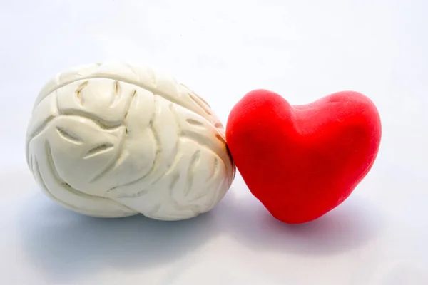赤いカード ハートと白い背景の隣同士に人間の脳が横に立っているの図 接続心とカップルの選択に従うこと 脳や体内での相互作用 — ストック写真