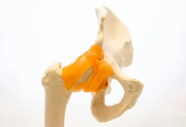 Anatomical model of hip joint with tendons and ligaments with femur and pelvis bones isolated on white background front ventral view. Photo for the study of anatomy and  structure of pelvic region