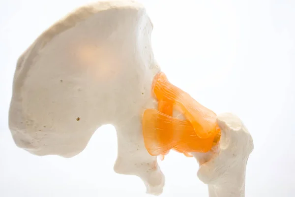 股関節 背中の彼の骨の背面の解剖学 解剖学的モデルを研究するための骨格と整形外科 神経科 婦人科の医師と医学生のための教育 — ストック写真