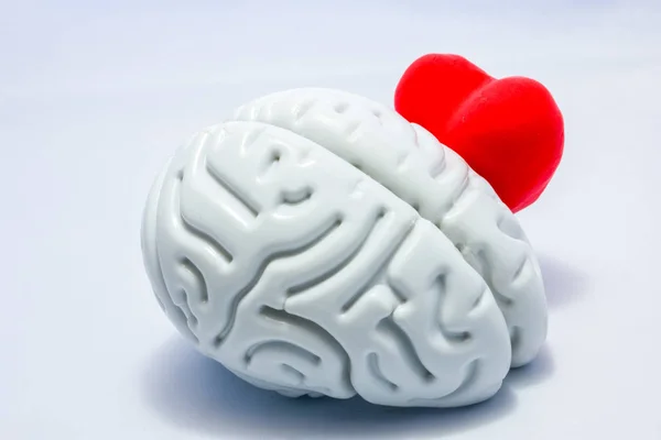 Εγκέφαλο Και Την Καρδιά Λευκό Φόντο Καρδιά Σχήμα Τιτιβίσματα Κρύβονται — Φωτογραφία Αρχείου