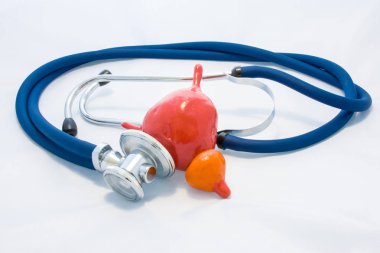 Urine bladder with ureters and prostate gland is located next to stethoscope, which encircles anatomic model and diagnoses condition of organs. Concept photo of diagnosis of urinary tract and prostate