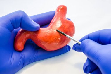 Doktor, bilim adamı ya da mide şekli işaretçileri kullanarak işaret diğer elinizle tutarak biyolog. Fotoğraf fikir anatomi, Gastroenteroloji, hastalıklar ve gastrointestinal sistem patolojileri