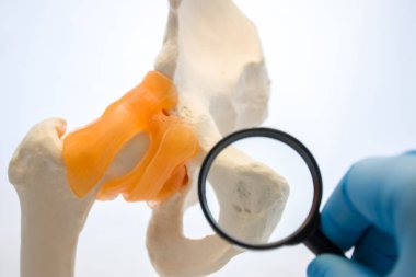 Doktor veya Tıp öğrencisi kasık kemiğine yani kasık symphysis Büyüteç aracılığıyla ile seçici odak anatomik modellerinde leğen kemiği kasık kıkırdağı artış yüzeyinde bakar