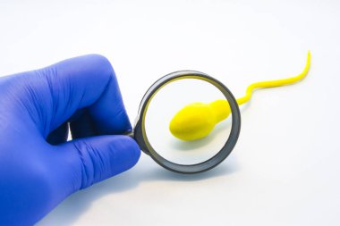 Sperm ya da sperm testi ya da analiz kavramı fotoğraf. Doktor, teknisyen veya bilim adamı beyaz arka plan üzerinde modeli sperm hücresi Büyüteç aracılığıyla bakar. İşlem tanı Üroloji sağlığı ve canlılığı'daki