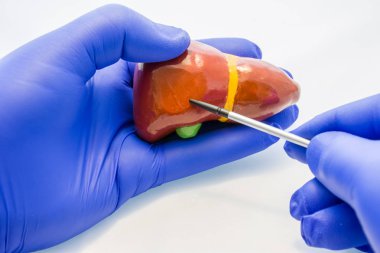Doktor modeli karaciğer elinde, torpido gözünde giyinmiş tutar ve diğer elini de vücut organ, yani sağ lob gösterir. Konsept Fotoğraf Eğitim Anatomi, yapısı, karaciğer, safra kesesi, safra işlevleri