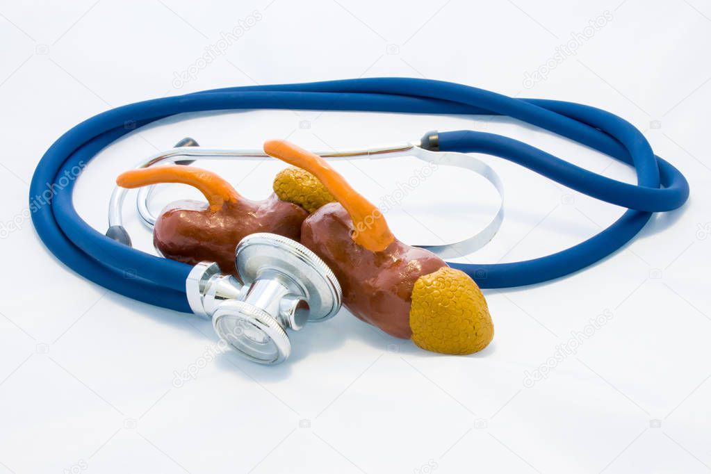 Blue stethoscope encircles kidneys and adrenals shape on white background. Idea of photo diagnosis, prevention and treatment of diseases of kidneys, preoperative preparation, research or test