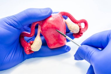 Doktor veya bilim adamı eldivenli elini anatomik kadın rahim modelinde yumurtalık ve diğer el rahim vücut üzerinde işaretçi ile puan ile tutar. Çalışma veya açıklama anatomi ve Fizyoloji organ